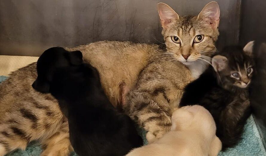 Shelter cat takes care of two orphaned puppies as her own: “a really good mommy”