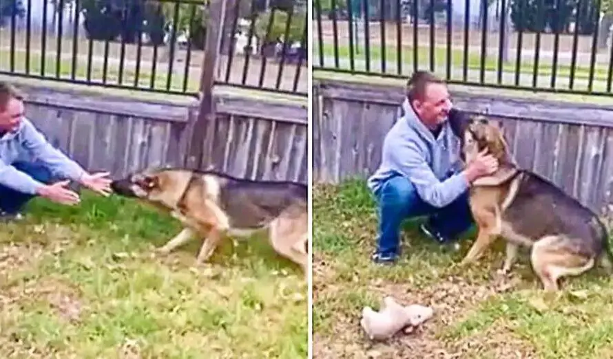 Emotional Moment German Shepherd Reunited With Military Owner