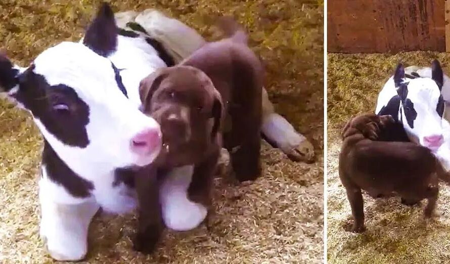 Lab Puppy Welcomes Baby Calf Into the World with Lots of Loving Kisses