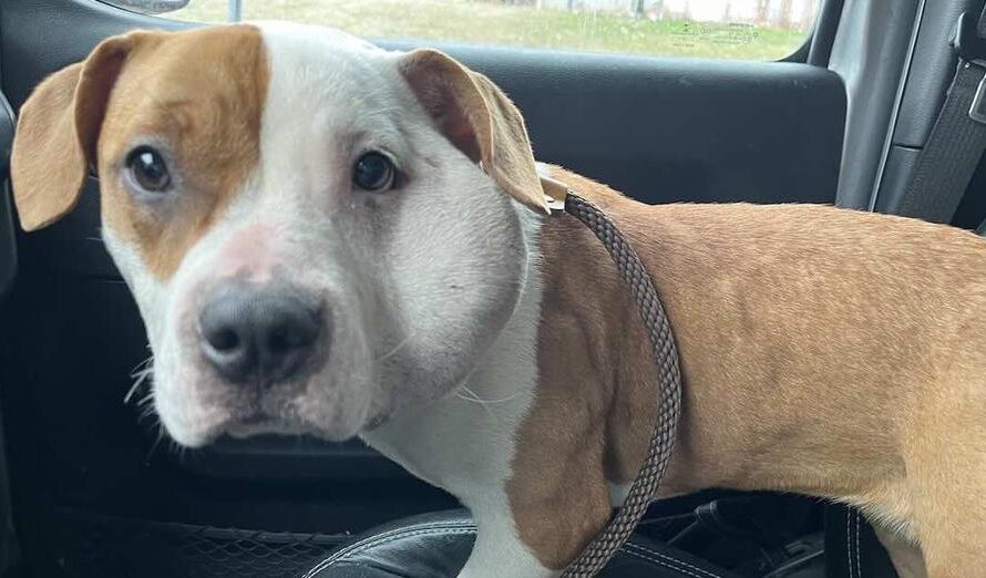 Mailman Finds Tiny Pittie with Swollen Head and Makes Special Delivery