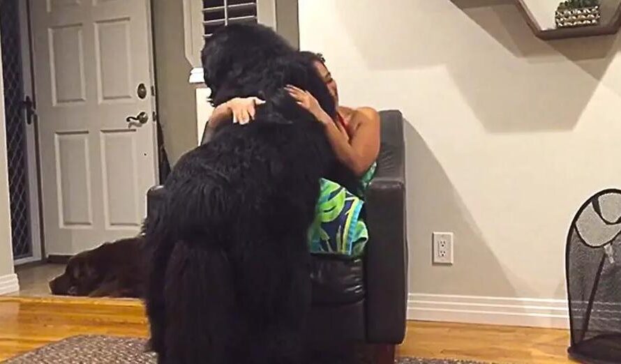 Massive Newfoundland Thinks He’s A Tiny Lap Dog