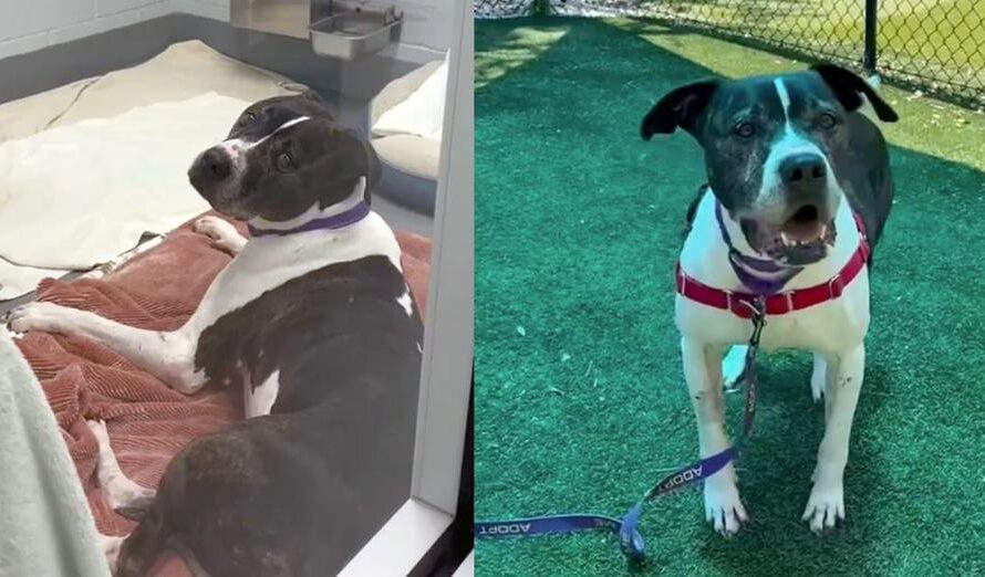 Senior shelter dog with a “young spirit” overlooked for over 800 days — looking for a home