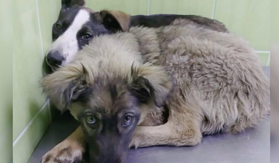 Puppies Huddled Together With ‘Shared Scars’ Of Trauma They Both Carried