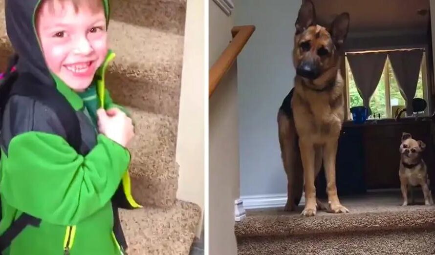 Kid And Dogs Are So Excited To Be Reunited After ‘Long’ Day At School