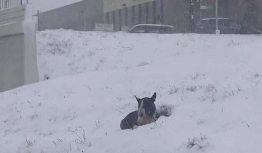 Bull Terrier Found Laying In The Snow Next To Freeway Melts In Rescuers Arms