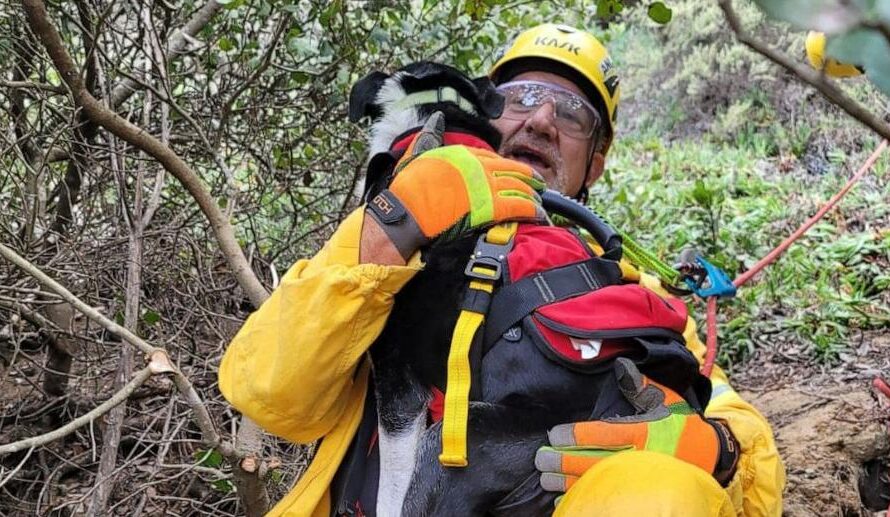 Deaf Dog Relieved To Be Rescued After Fall Down 100 Foot Ravine