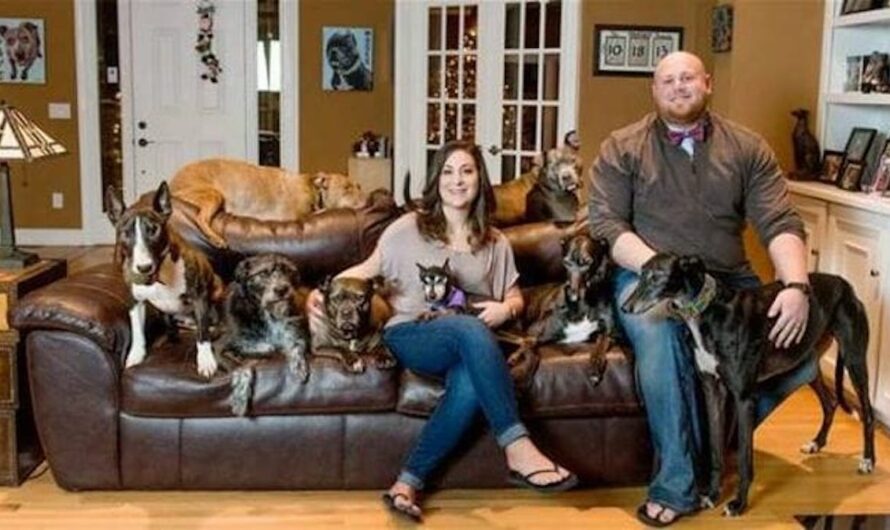 Couple spends $55,000 of their own money to turn home into senior dog sanctuary