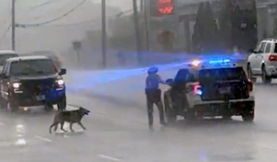 Trooper goes out of his way to get loose German shepherd out of the pouring rain: video