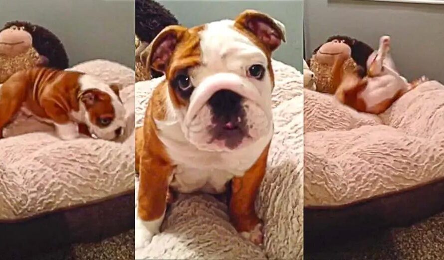 Adorable Bulldog Puppy Cannot Get Enough Of His New Comfy Bed