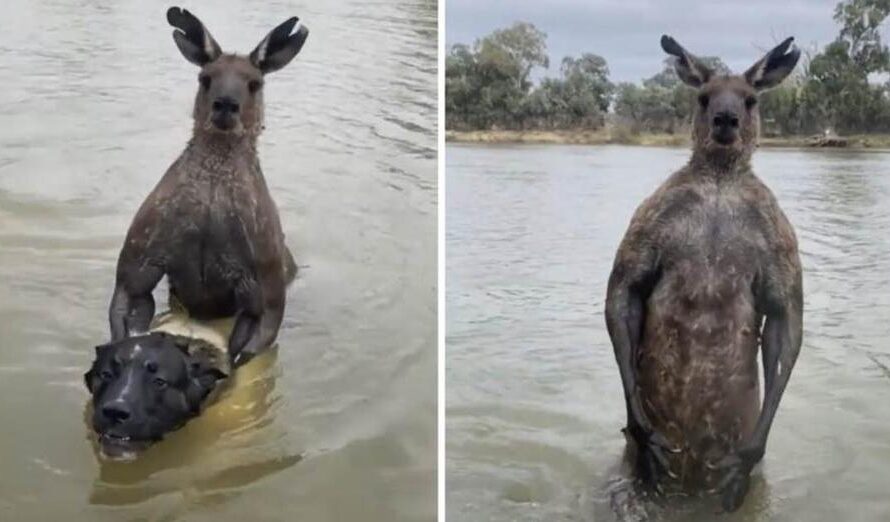 Man Confronts Wild Kangaroo Holding His Dog Underwater