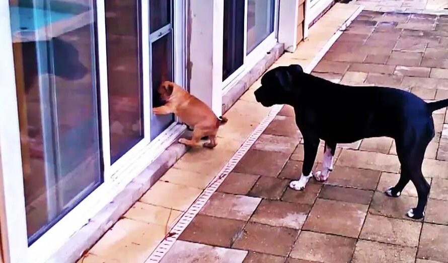 Big Sister Teaches Puppy How To Use Doggy Door