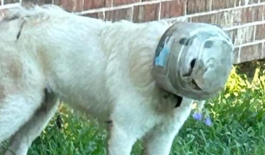 Stray dog had plastic bowl stuck on head: rescue team goes the extra mile to free her