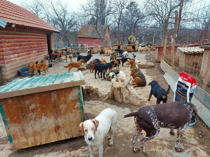 Meet Dejan Gacic, The Good Man Who Has A Shelter With Over A Thousand Dogs