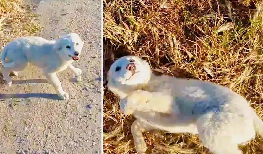 Adorable Homeless Puppy is Ecstatic to be Found and Needs Belly Rubs