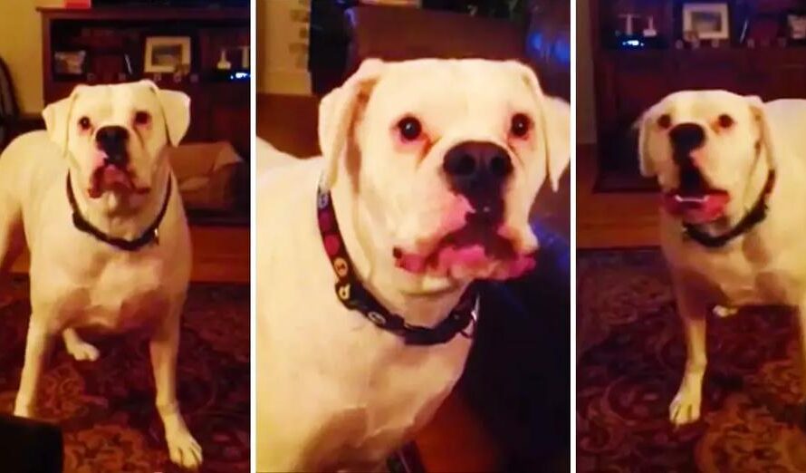 Tired Boxer Argues With Owner About Bedtime