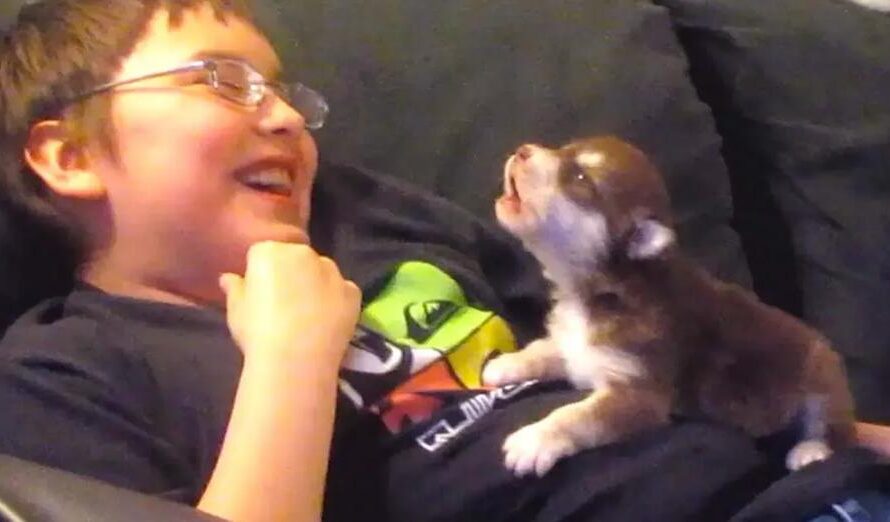 Cute Malamute Husky Puppy Howls Along With Boy