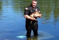 Dog Trapped In A Submerged Truck Had No Hope Of Escape Until A Heroic Officer Dives Underwater