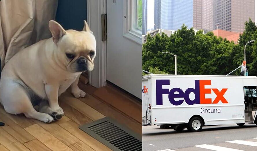 French bulldog stolen by FedEx driver, dies in hot truck as he continues deliveries