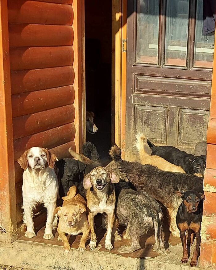 Meet Dejan Gacic, The Good Man Who Has A Shelter With Over A Thousand Dogs