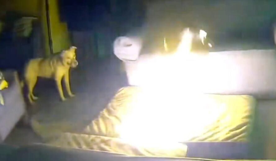 Dog accidentally causes huge fire in home — fire department warns of hidden household danger