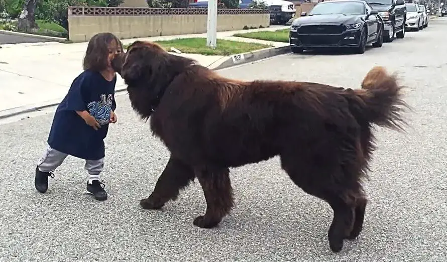 Newfoundland Gives Good Luck Kisses Before Toddlers Big Game