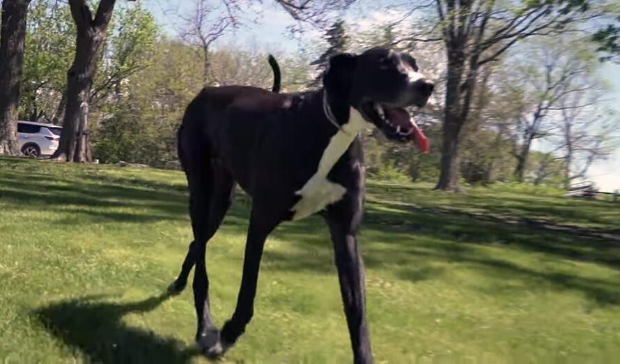 Kevin, world’s tallest dog, dies at 3 just days after breaking record: “He was just the best giant boy”