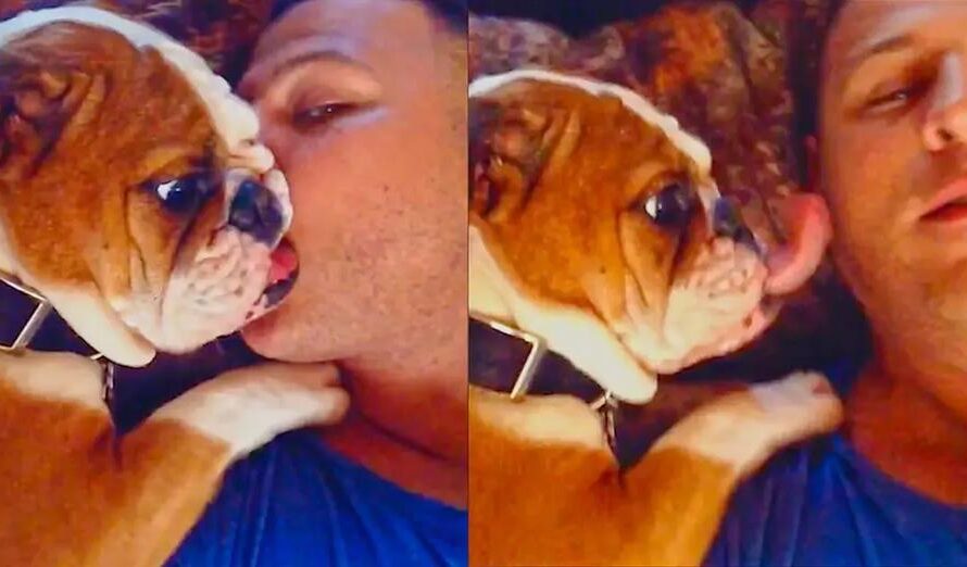 Adorable Bulldog Puppy Loves Owner’s Kisses