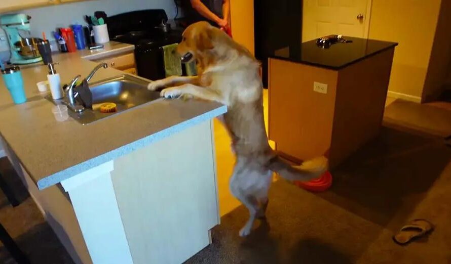 Dog Throws Tantrum When There’s No Dirty Dishes In Sink