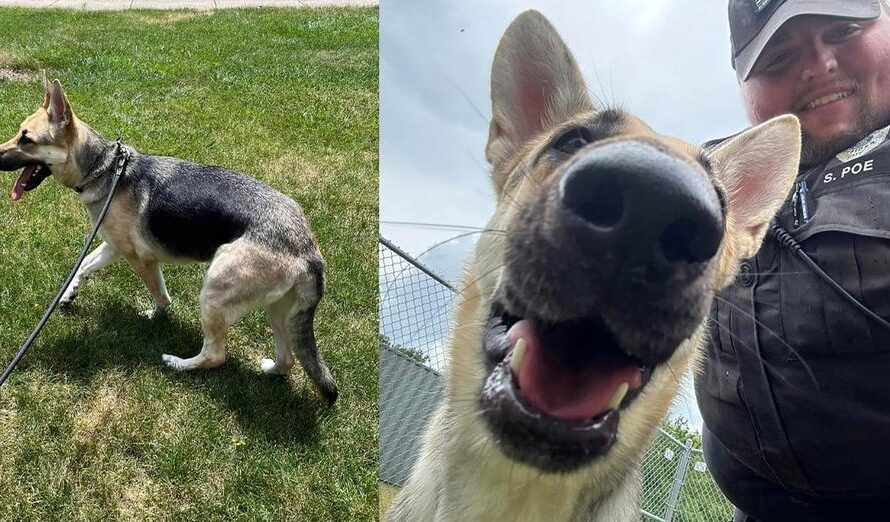 German Shepherd rescued from hot car gets adopted by responding officer