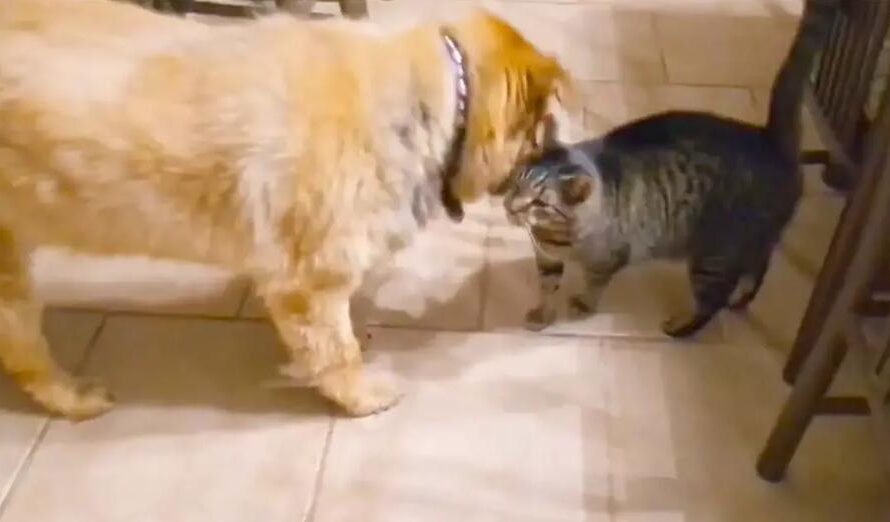 Cat’s Emotional Reaction To Being Reunited With Blind Dog Is Amazing