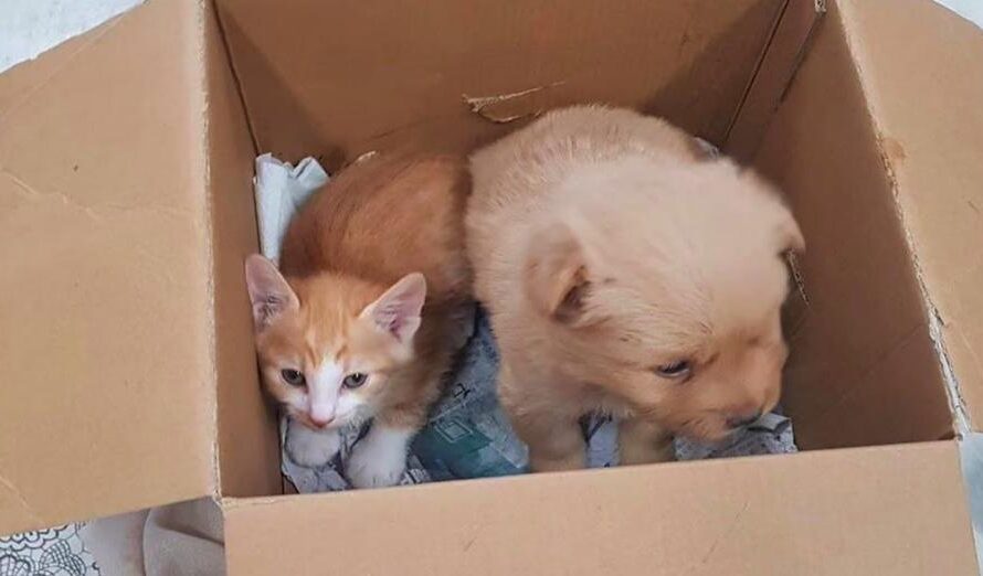 Ruthless Man Put His Puppy And Kitten In A Box And Walked Away