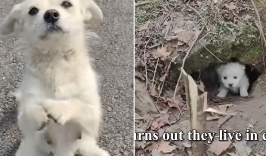 Mother Dog Blocks The Road And ‘Begs’ Food For Her Little Puppies