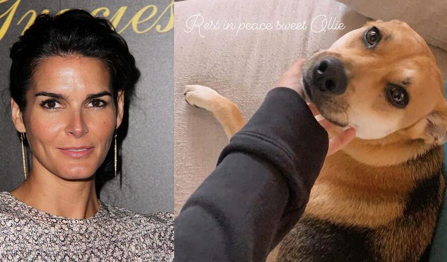 Actress Angie Harmon says her dog Ollie was shot and killed by delivery driver: “Completely traumatized & beyond devastated”