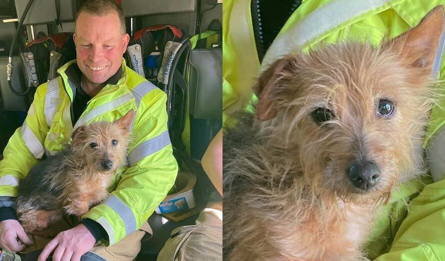 Firefighter finds loyal dog in deceased woman’s home — decides to adopt her himself