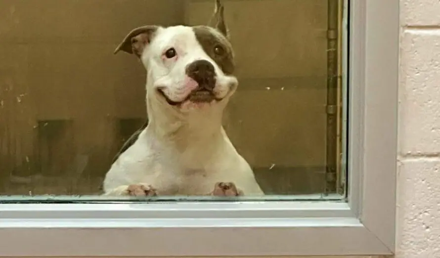 Disabled Shelter Dog In Mall Window Smiles Her Way Through Confinement