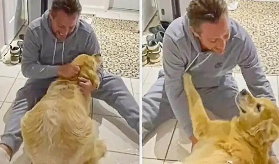 Ecstatic Dog Emotionally Reunited With Owner After Ten Months Away