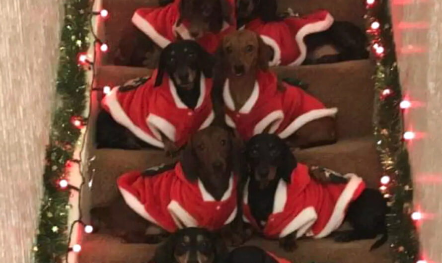 Proud Dad Manages To Get His 17 Dachshunds On The Stairs For Christmas Portrait