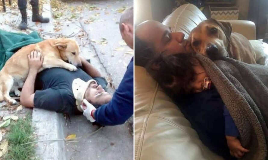 17 Photos Of Dogs Showing Unconditional Affection for People