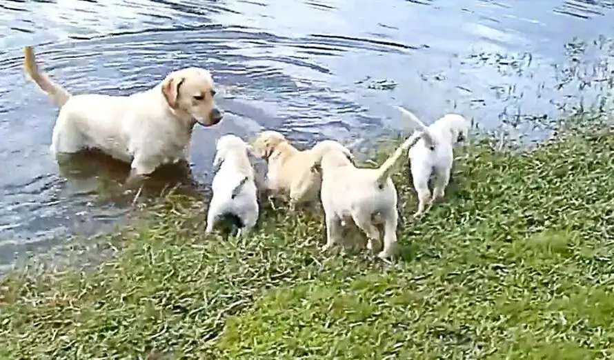 Labrador Father Teaches Puppies To Swim