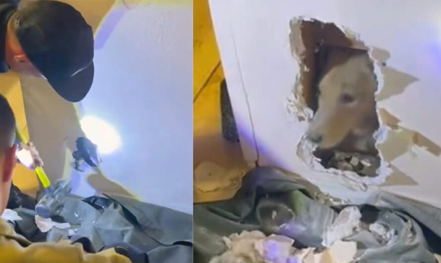 Firefighters smash through wall to rescue trapped dog — thank you