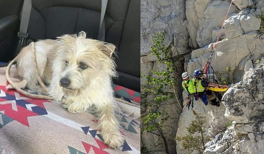 Dog survived 50-foot fall of cliff in quarry — rescuers rappel down to save his life