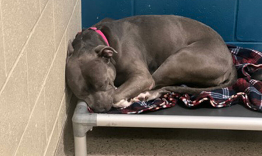 Dog loses hope, “cries endlessly” after 260 days in the shelter — looking for a perfect new home