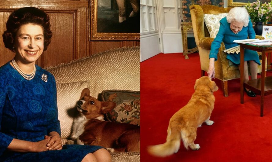 What happened to Queen Elizabeth’s iconic Corgis? Sarah Ferguson gives update 2 years after queen’s death