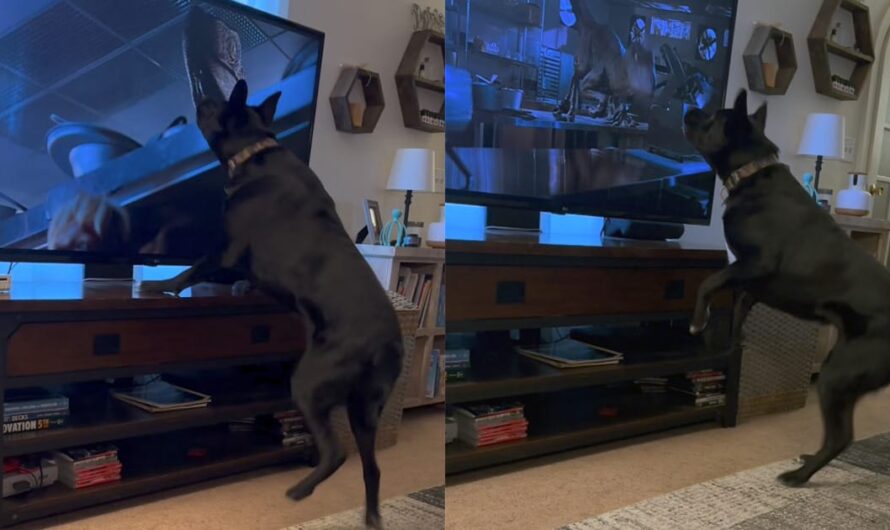 Dog has the best reaction watching a scary scene from “Jurassic Park” — watch the viral video