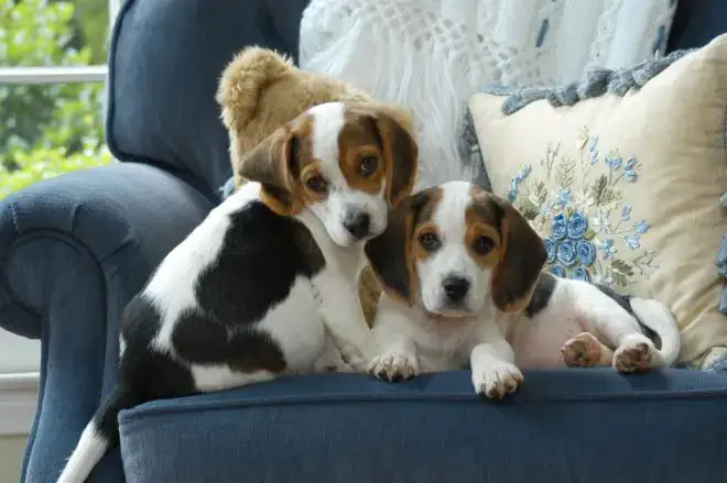 Beagle Puppy Facts