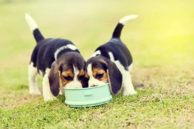 Beagle Puppy Facts