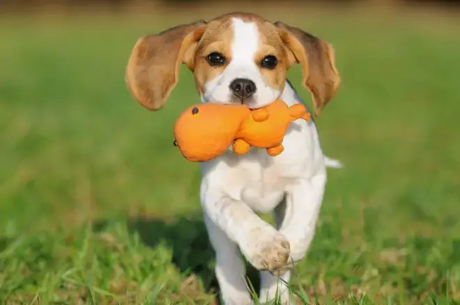 Beagle Puppy Facts