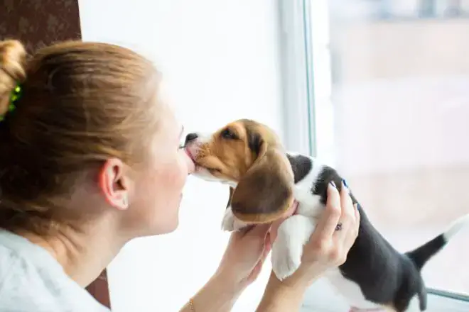 Beagle Puppy Facts