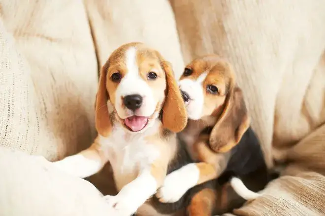 Beagle Puppy Facts