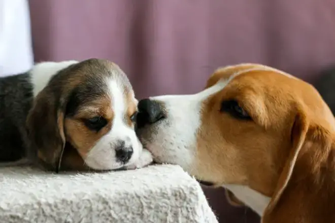 Beagle Puppy Facts